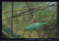 A beautiful "Rotengle" close to the surface... Que du Bon... by Michel Lonfat 